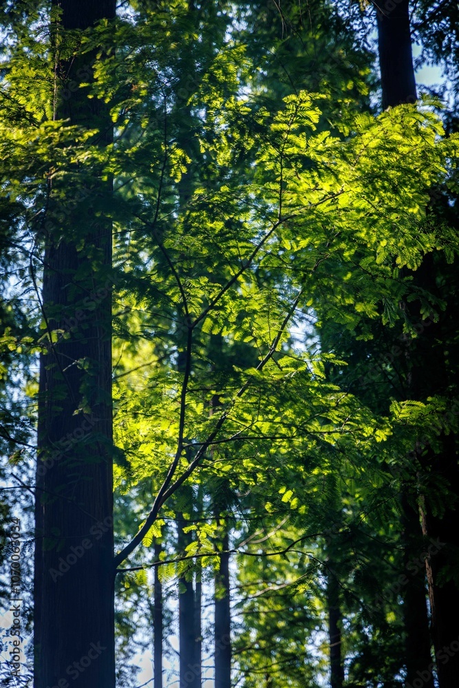 Fototapeta premium Sunlight filtering through lush green leaves in a dense forest