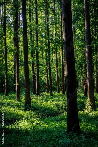 Sunlight filtering through lush green leaves in a dense forest