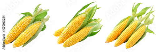Set of Fresh corn isolated on a transparent background