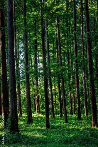 Sunlight filtering through lush green leaves in a dense forest