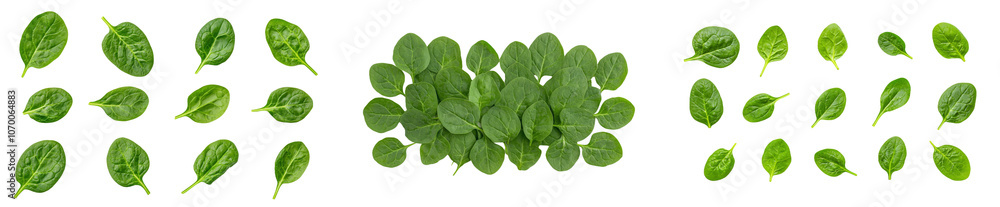 An isolated bunch of fresh spinach is shown on a transparent background An isolated bunch of fresh spinach is shown on a transparent background