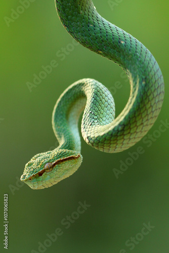 snake, viper snake, tropidolaemus subannulatus, a viper snake tropidolaemus subannulatus perched on a tree trunk photo