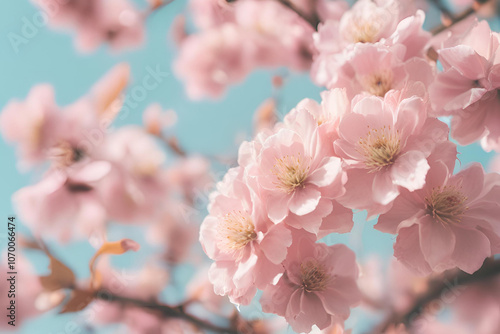 Nature and flower