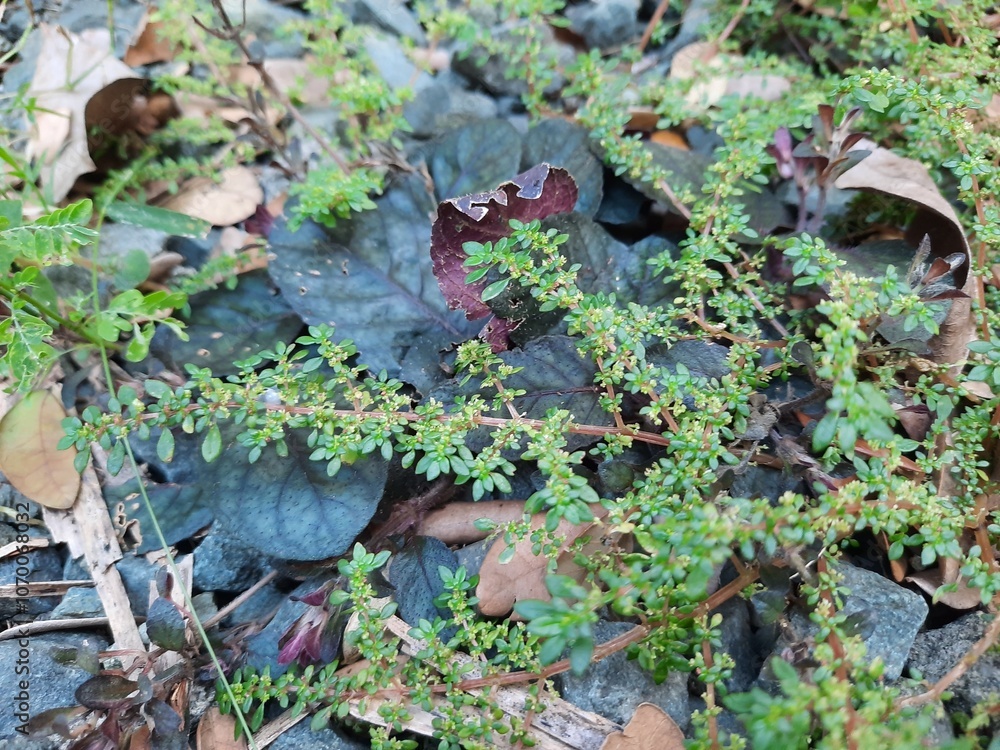 moss on the stone moss on the stone