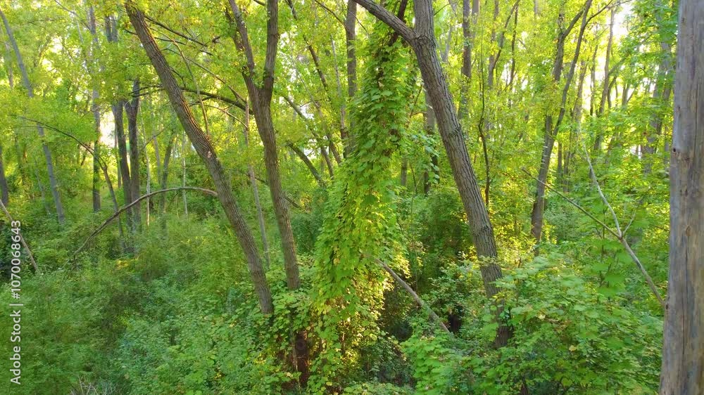 Forest Tree Covered in Vibrant Green Leaves and Moss, Slow Dolly In