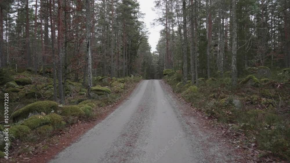 Autumn Road Winding Through Peaceful Forest Autumn Road Winding Through Peaceful Forest