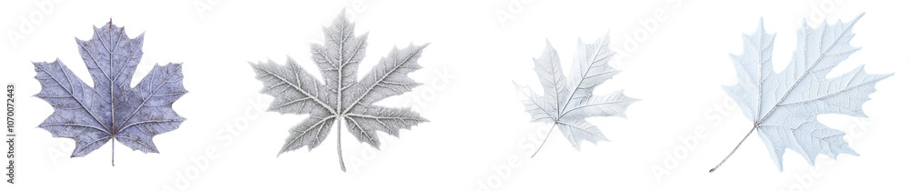 Transparent maple leaf with frosted edges Transparent maple leaf with frosted edges