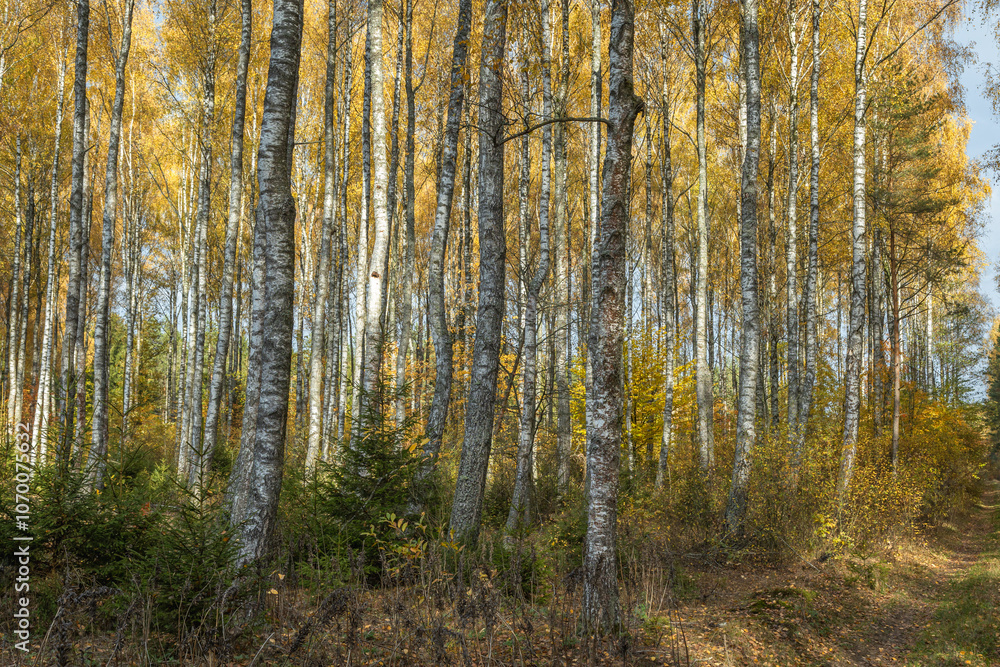 october landscape autumn forest. Poland Europe, Knyszyn Primeval Forest, birch trees october landscape autumn forest. Poland Europe, Knyszyn Primeval Forest, birch trees