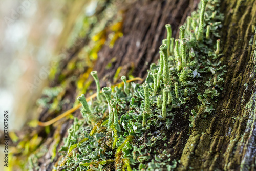 Close up of the trumpet lichen Cladonia fimbriata between stone flowers and moss on a rock photo