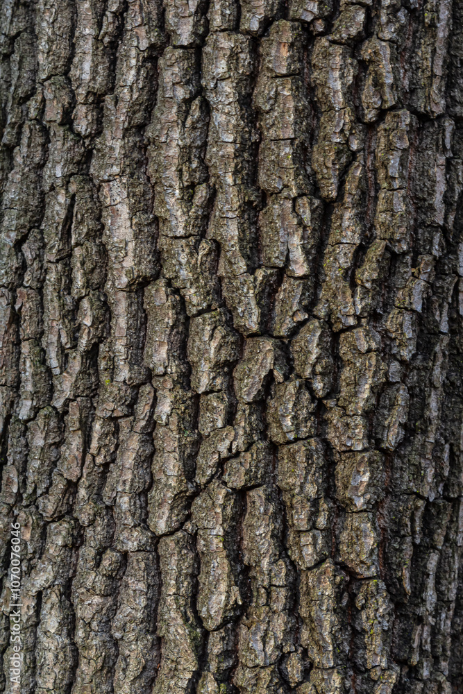 Old Wood Tree Texture Background Pattern Old Wood Tree Texture Background Pattern
