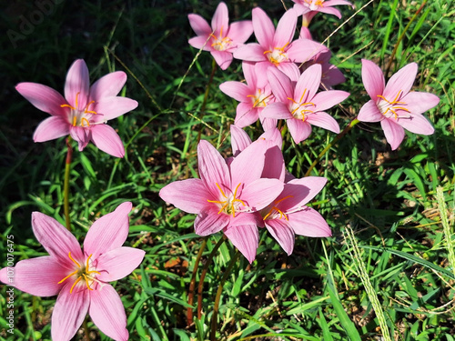 Pink zephyranthes flowers bloom in a meadow in the sun. photo