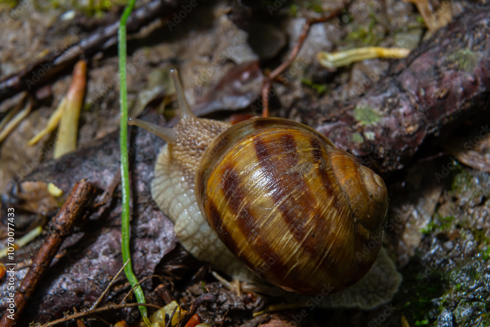 Burgundy snail Helix, escargot on the surface of old stump with moss in a natural environment. Green moss and mold growing on the old tree trunk. macro. close-up images of nature Burgundy snail Helix, escargot on the surface of old stump with moss in a natural environment. Green moss and mold growing on the old tree trunk. macro. close-up images of nature