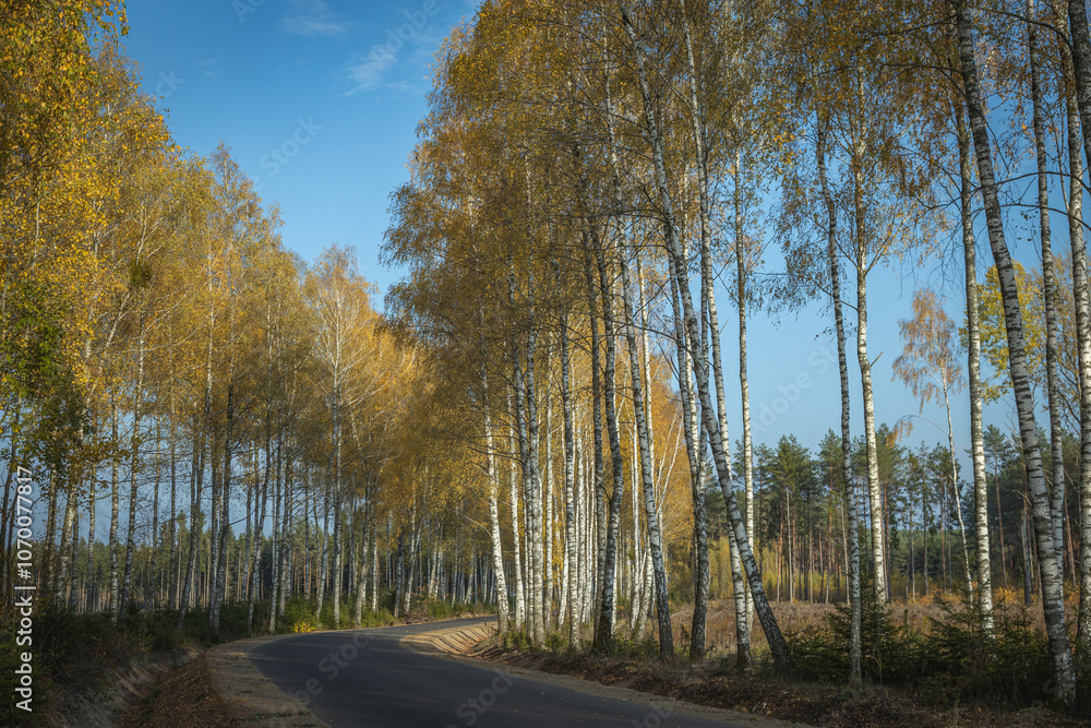 Fototapeta premium Autumn october landscape misty foggy day in Knyszyn Primeval Forest, Poland Europa forest road and birch trees