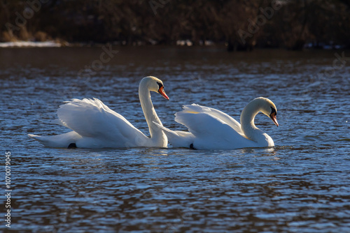 Fototapeta Naklejka Na Ścianę i Meble -  A white mute swan swims on a calm body of water. The water is blue. The swan has slightly raised its wings