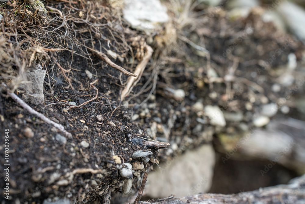 soil profile of land with soil layers of dirt, roots, organic matter, and plants soil profile of land with soil layers of dirt, roots, organic matter, and plants