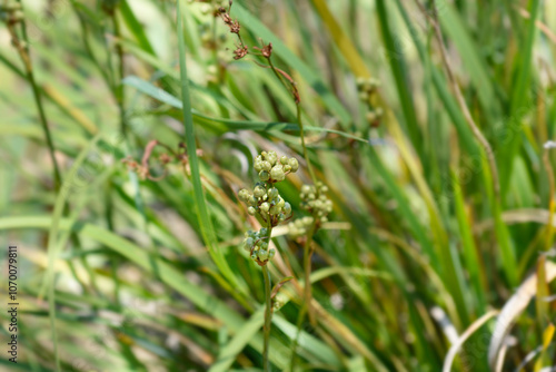 New Zealand satin flower seed pods