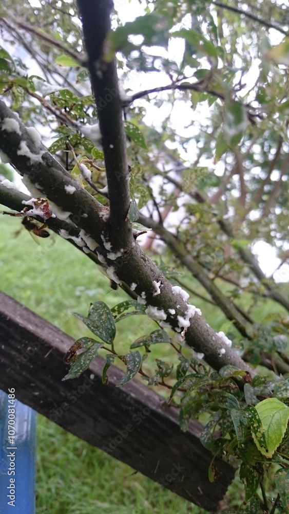 107)Request for removal of Western honey bee ball(Photo taken at 16:00 on july 22, 2015)apis mellifera 107)Request for removal of Western honey bee ball(Photo taken at 16:00 on july 22, 2015)apis mellifera