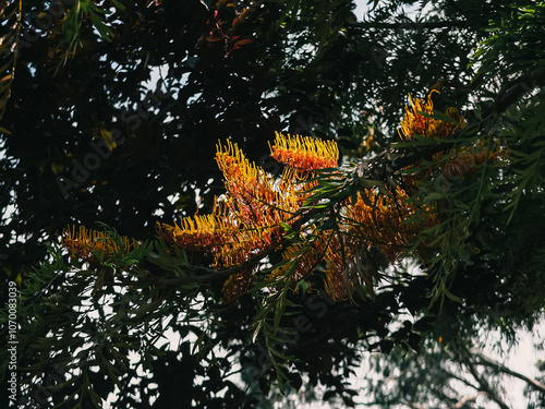 Grevillea flower