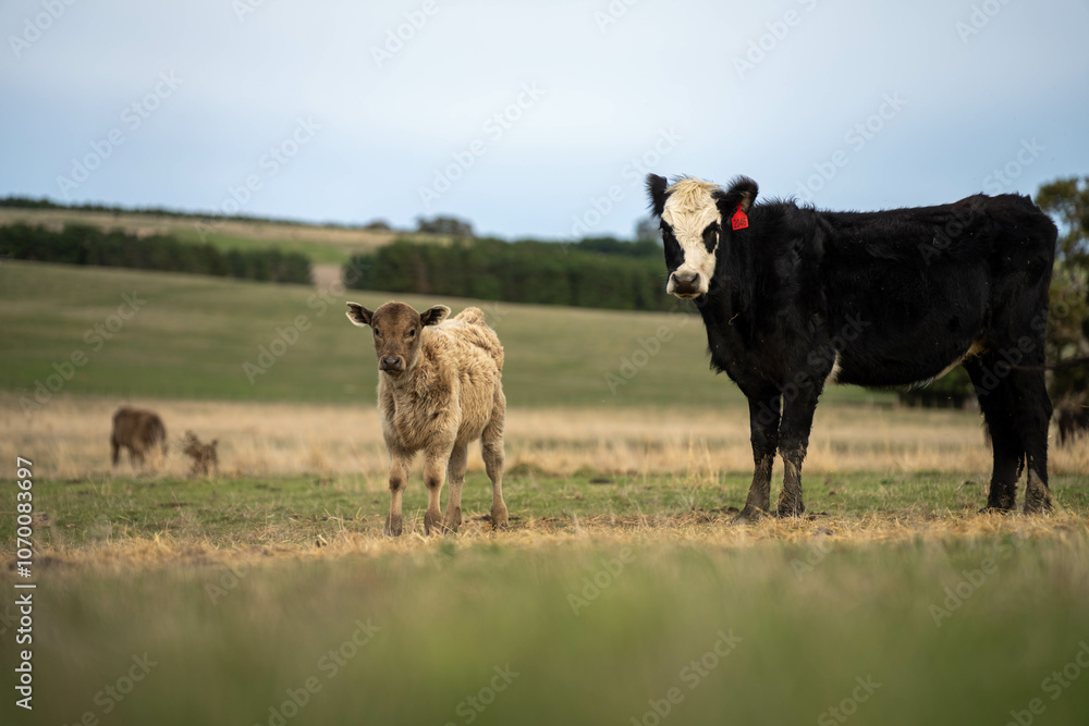 Obraz premium beef cows and calf on a farm eating hay in summer