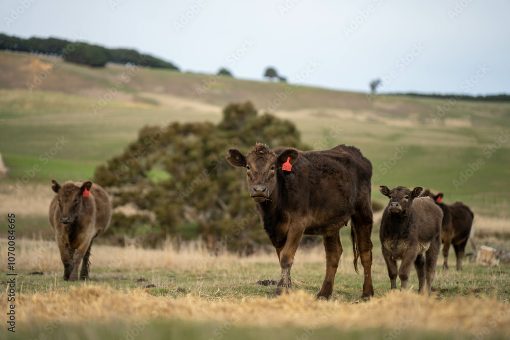 cow and calf cross on a farm in summer in australia cow and calf cross on a farm in summer in australia
