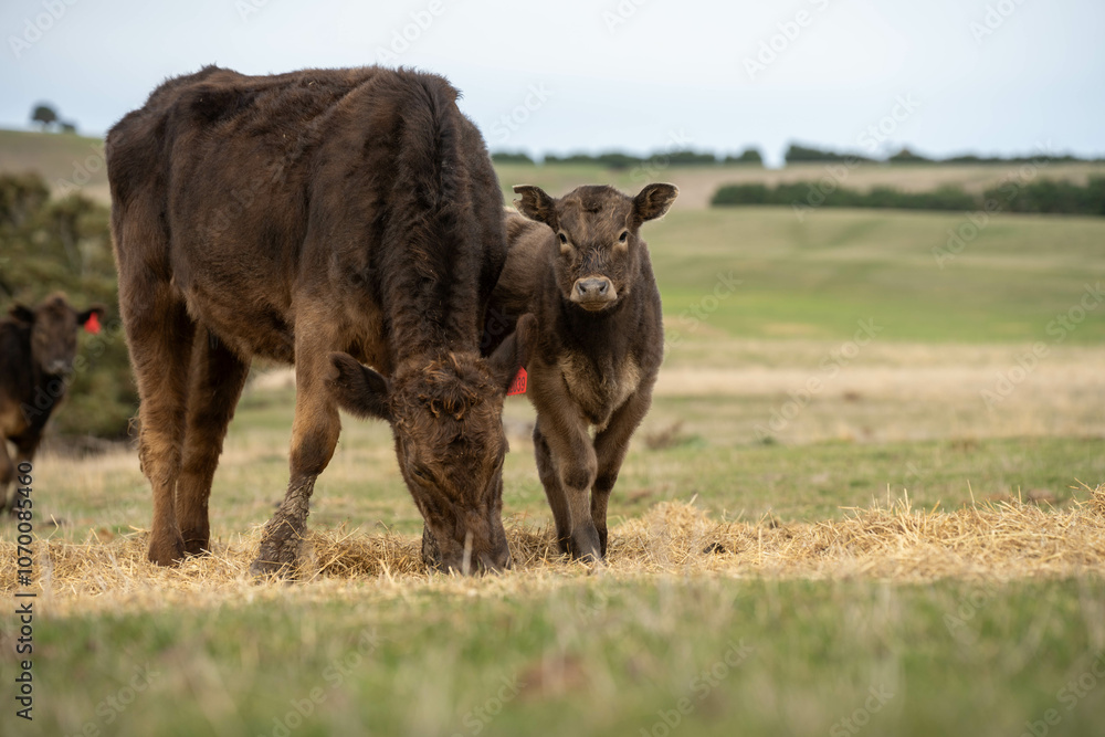cow and calf cross on a farm in summer in australia cow and calf cross on a farm in summer in australia