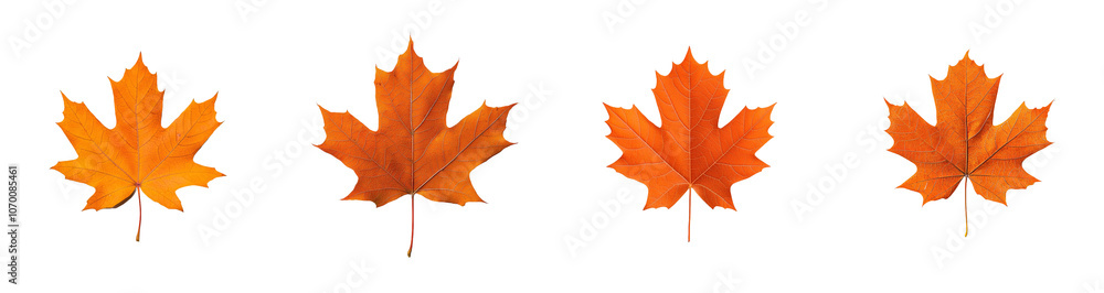 A maple leaf with a deep orange hue and delicate veins, reflecting the beauty of fall colors. Isolated on a transparent background. A maple leaf with a deep orange hue and delicate veins, reflecting the beauty of fall colors. Isolated on a transparent background.