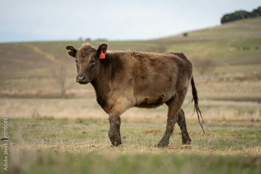 beef cows and calf on a farm eating hay in summer beef cows and calf on a farm eating hay in summer