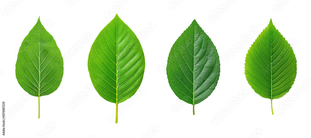 Detailed green leaf with veins and vibrant texture. Close-up reveals intricate vein structure across the surface of the leaf. Isolated on transparent background, png. Detailed green leaf with veins and vibrant texture. Close-up reveals intricate vein structure across the surface of the leaf. Isolated on transparent background, png.