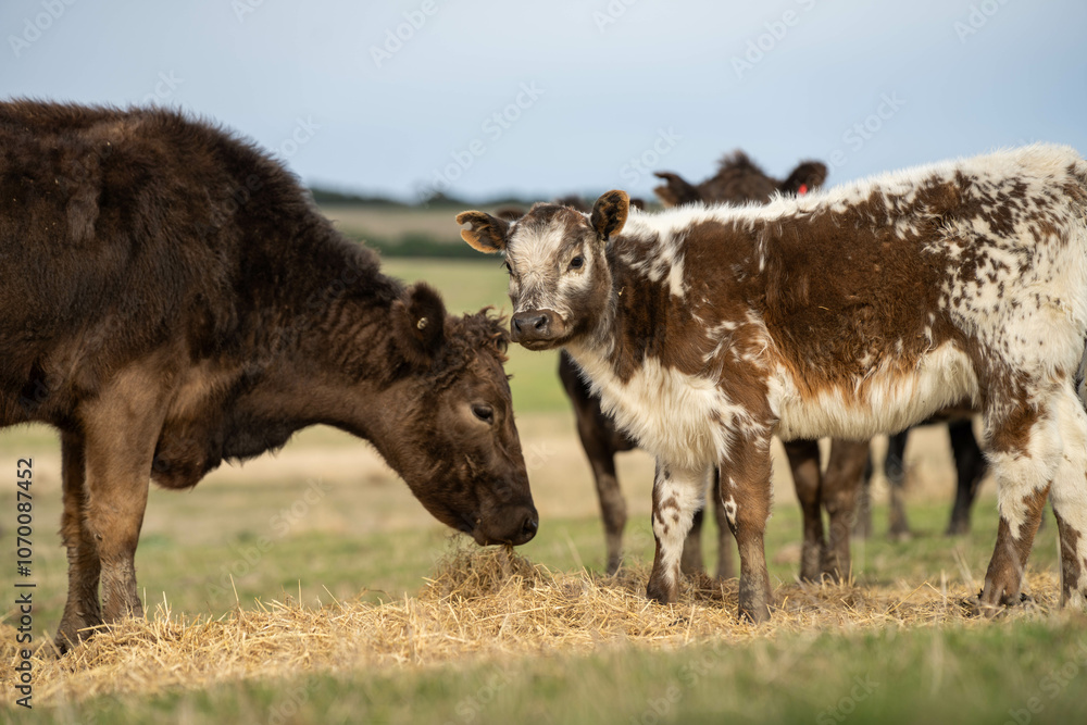 cow and calf cross on a farm in summer in australia cow and calf cross on a farm in summer in australia