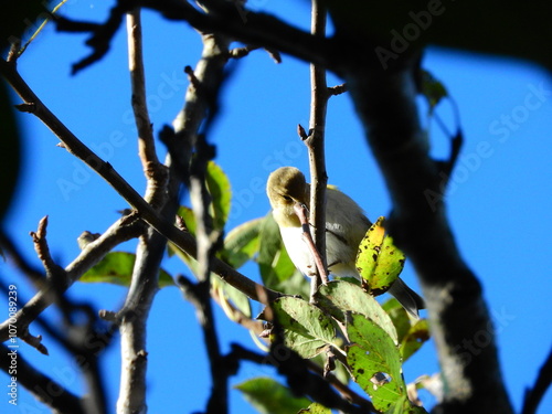 natural phylloscopus collybita bird photo photo