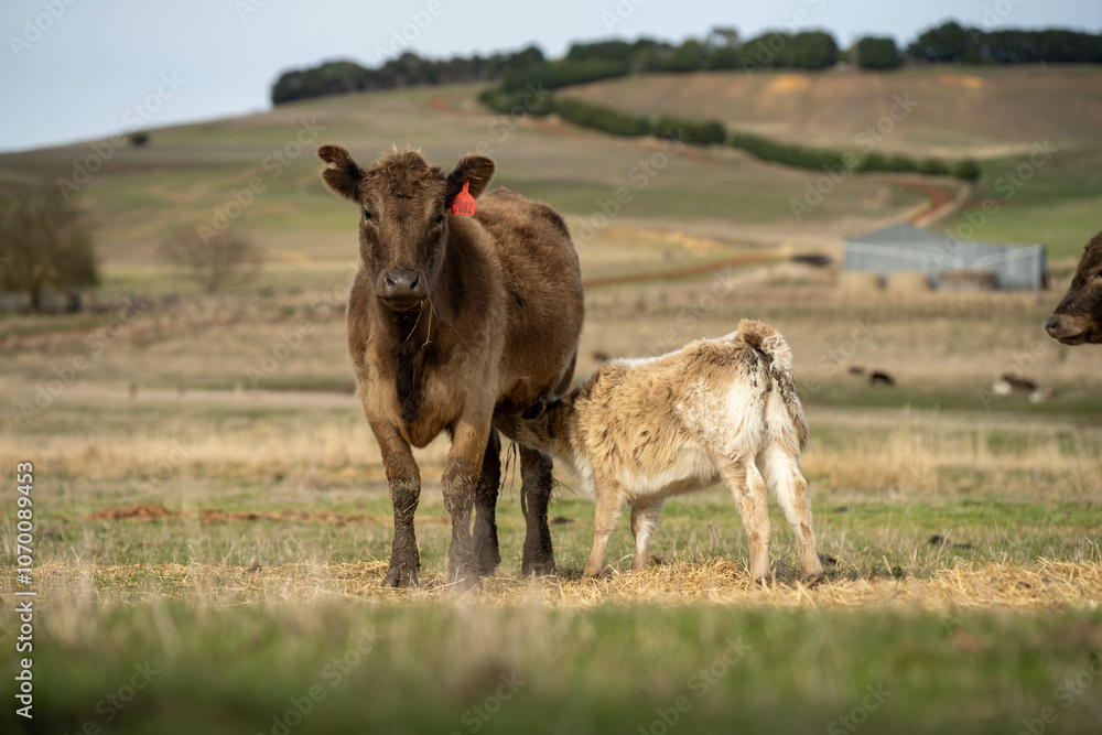 sustainable livestock farming with a cattle herd in a drought sustainable livestock farming with a cattle herd in a drought