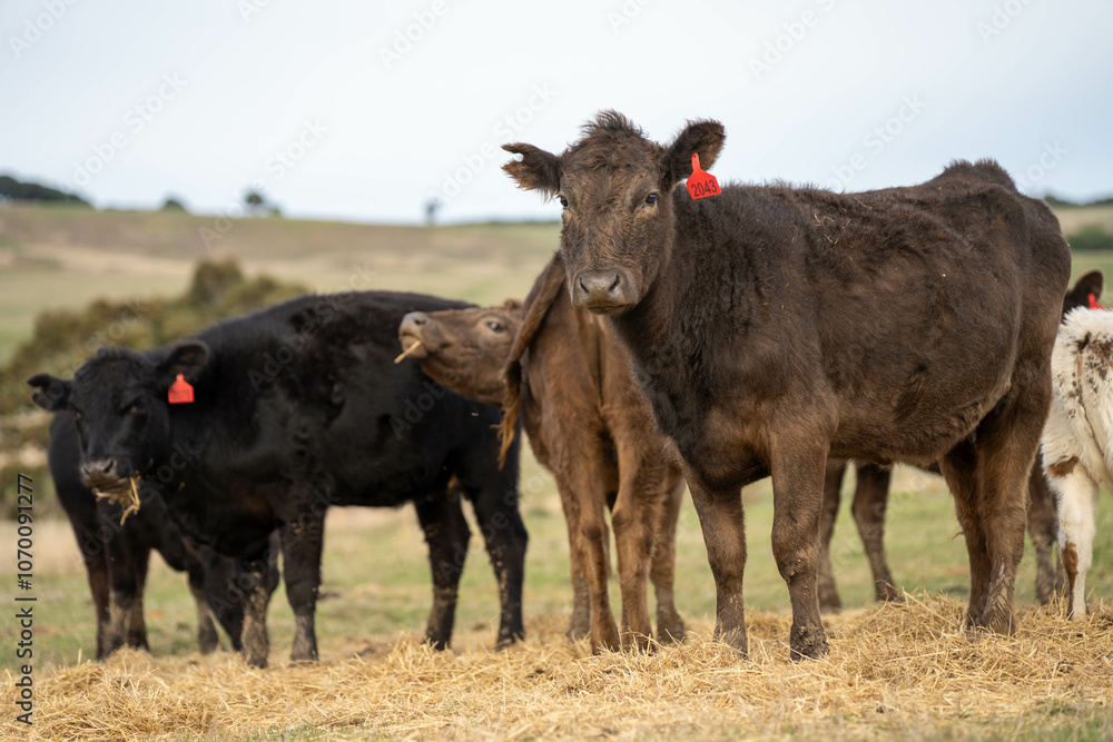 cow and calf cross on a farm in summer in australia cow and calf cross on a farm in summer in australia