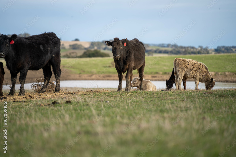 sustainable livestock farming with a cattle herd in a drought sustainable livestock farming with a cattle herd in a drought