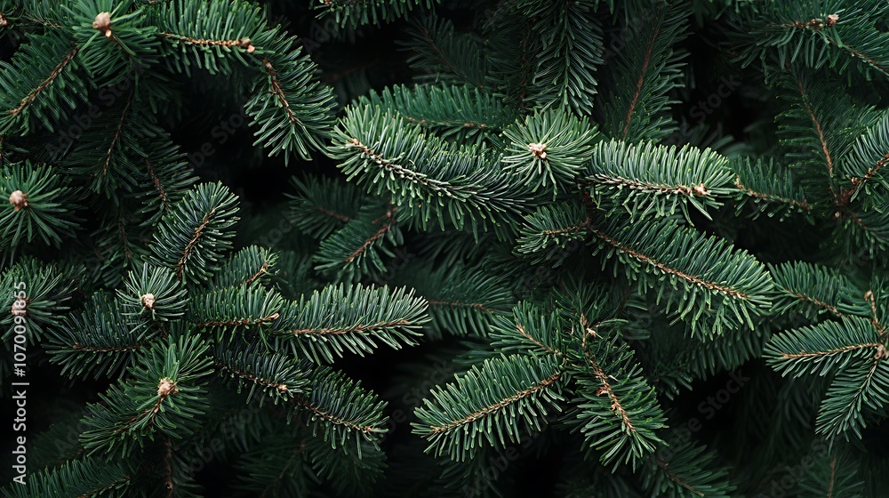 Evergreen Pine Branches - Nature Texture Evergreen Pine Branches - Nature Texture