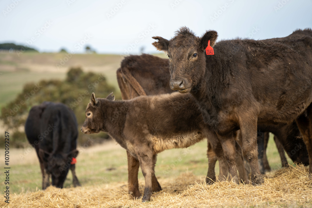 beautiful cattle in Australia eating grass, grazing on pasture. Herd of cows free range beef being regenerative raised on an agricultural farm. Sustainable farming beautiful cattle in Australia eating grass, grazing on pasture. Herd of cows free range beef being regenerative raised on an agricultural farm. Sustainable farming