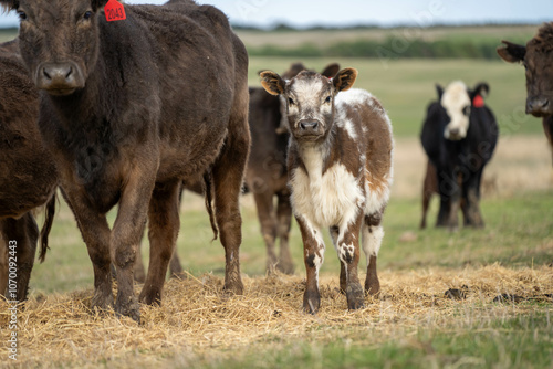 cow and calf cross on a farm in summer in australia photo