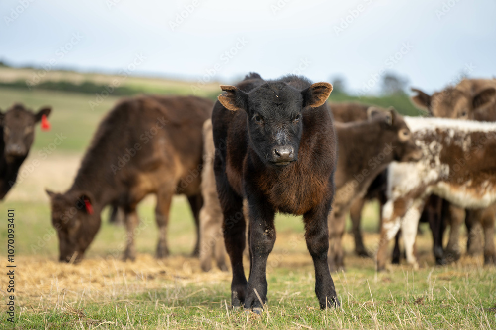 beautiful cattle in Australia eating grass, grazing on pasture. Herd of cows free range beef being regenerative raised on an agricultural farm. Sustainable farming beautiful cattle in Australia eating grass, grazing on pasture. Herd of cows free range beef being regenerative raised on an agricultural farm. Sustainable farming