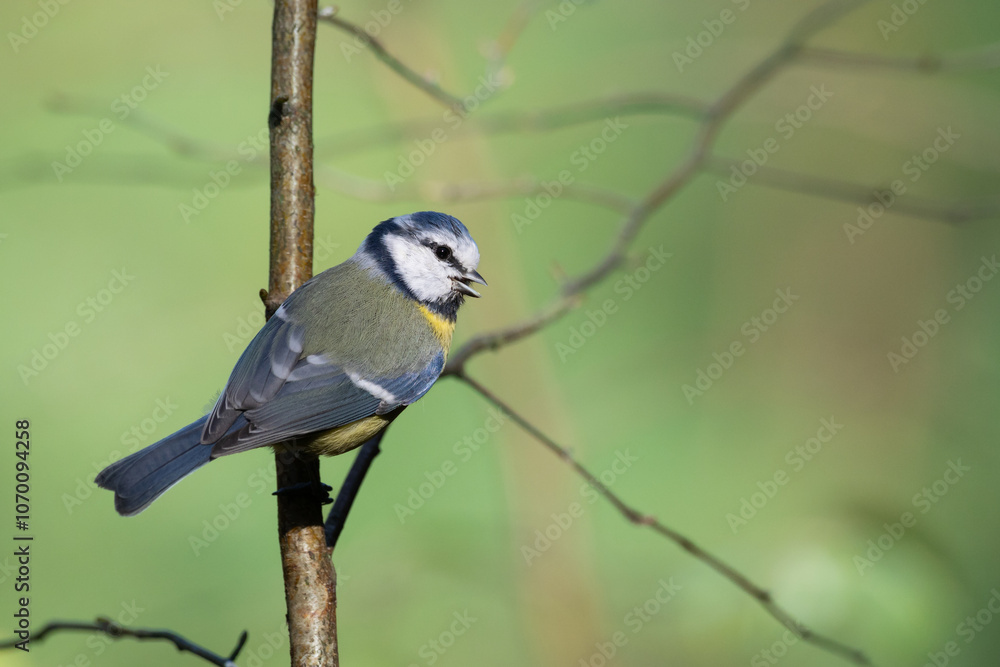 Obraz premium Bird - Blue Tit ( Cyanistes caeruleus ) perched on tree autumn time small bird on warm blurred background