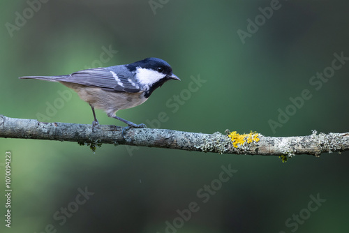 Bird in forest - Coal tit Periparus ater, wildlife Poland Europe summer time