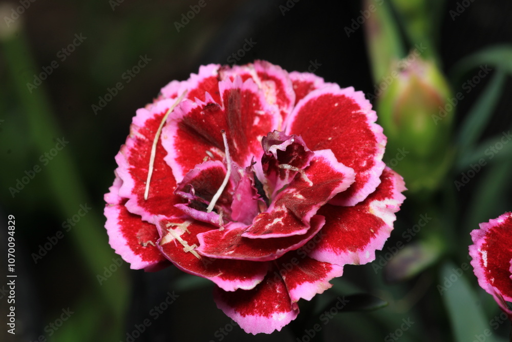 natural red carnation flower photo