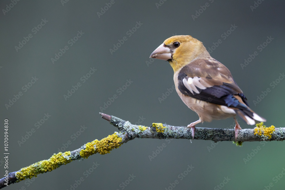 Hawfinch Coccothraustes coccothraustes amazing bird perched on tree blurred background forest pond bird drinking water Hawfinch Coccothraustes coccothraustes amazing bird perched on tree blurred background forest pond bird drinking water