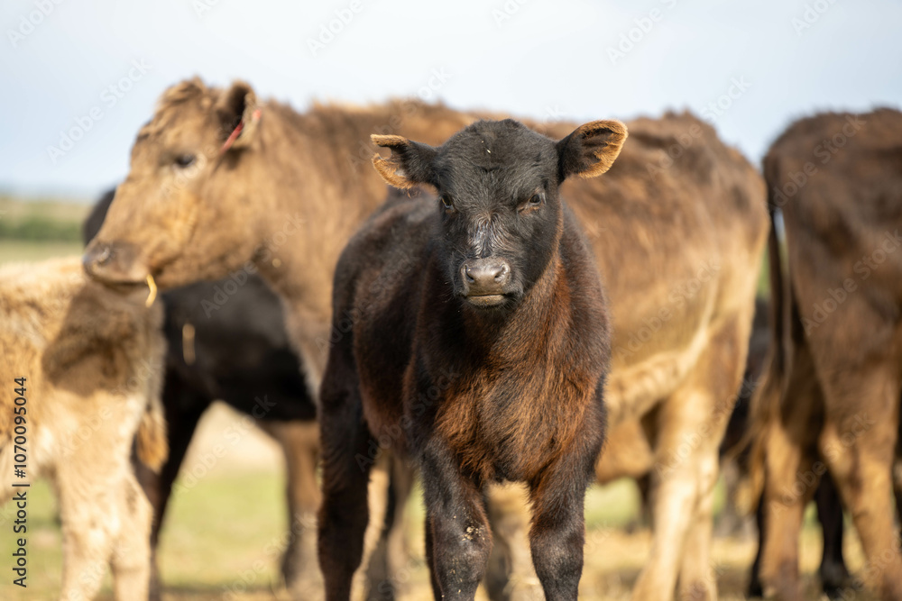 sustainable livestock farming with a cattle herd in a drought sustainable livestock farming with a cattle herd in a drought