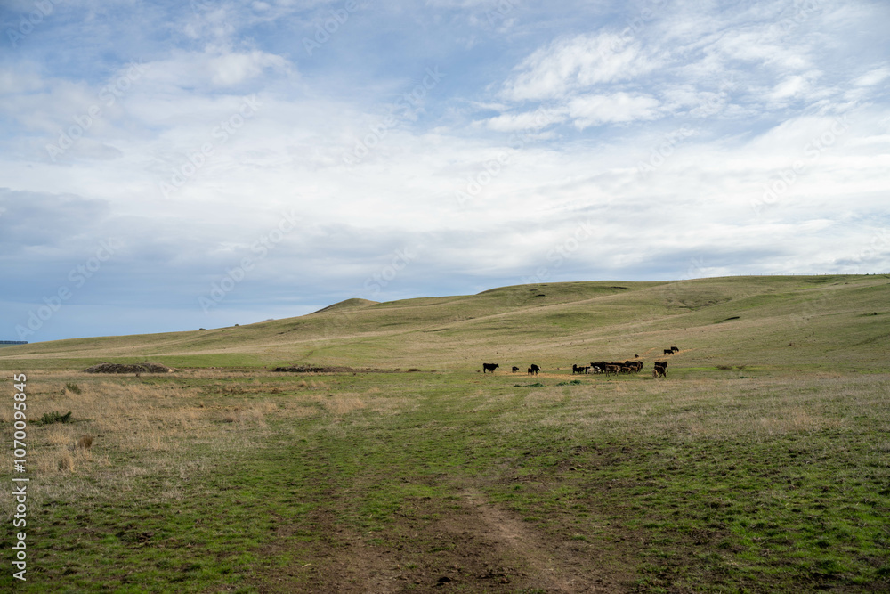 beef cows and calf on a farm eating hay in summer beef cows and calf on a farm eating hay in summer