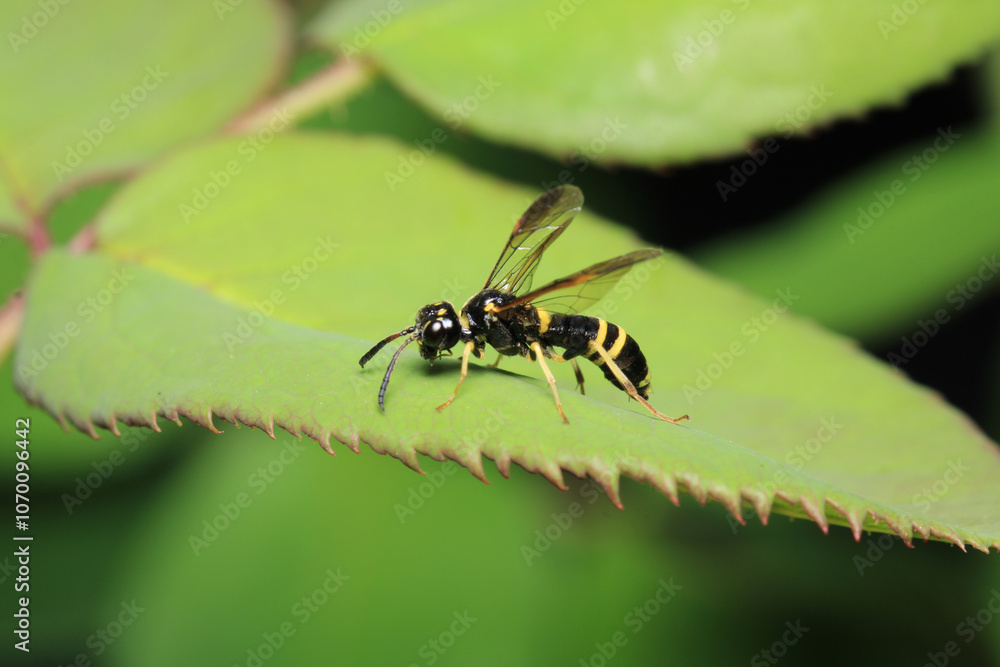 natural tenthredo insect macro photo natural tenthredo insect macro photo