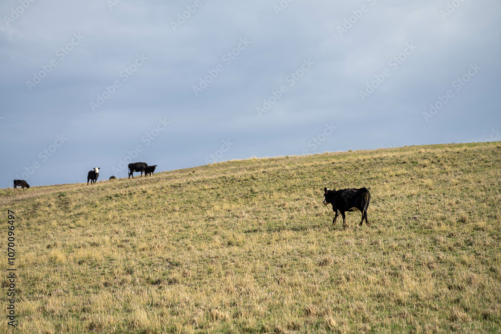 Obraz premium sustainable livestock farming with a cattle herd in a drought