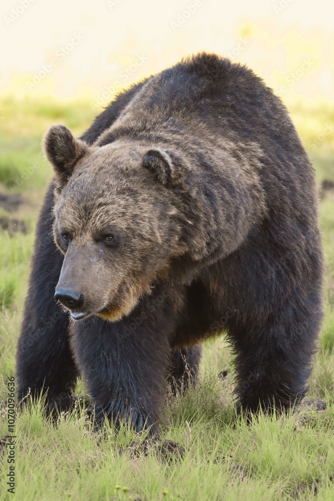 Wild Wonders: Finnish Bears at the Russian Border Wild Wonders: Finnish Bears at the Russian Border