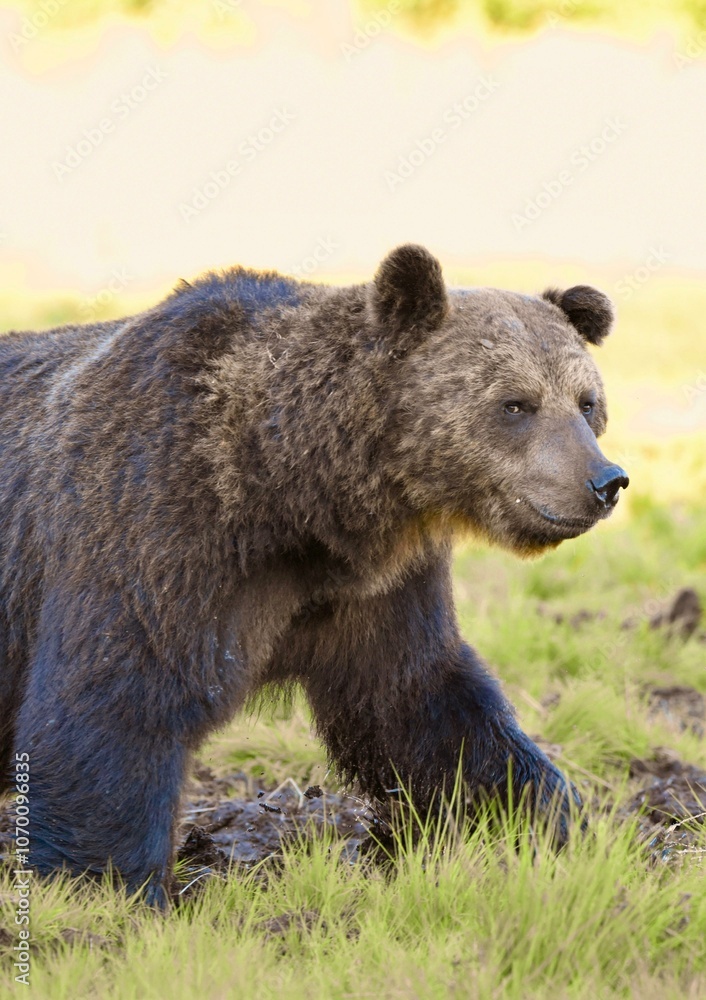 Wild Wonders: Finnish Bears at the Russian Border Wild Wonders: Finnish Bears at the Russian Border