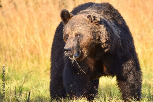 Wild Wonders: Finnish Bears at the Russian Border