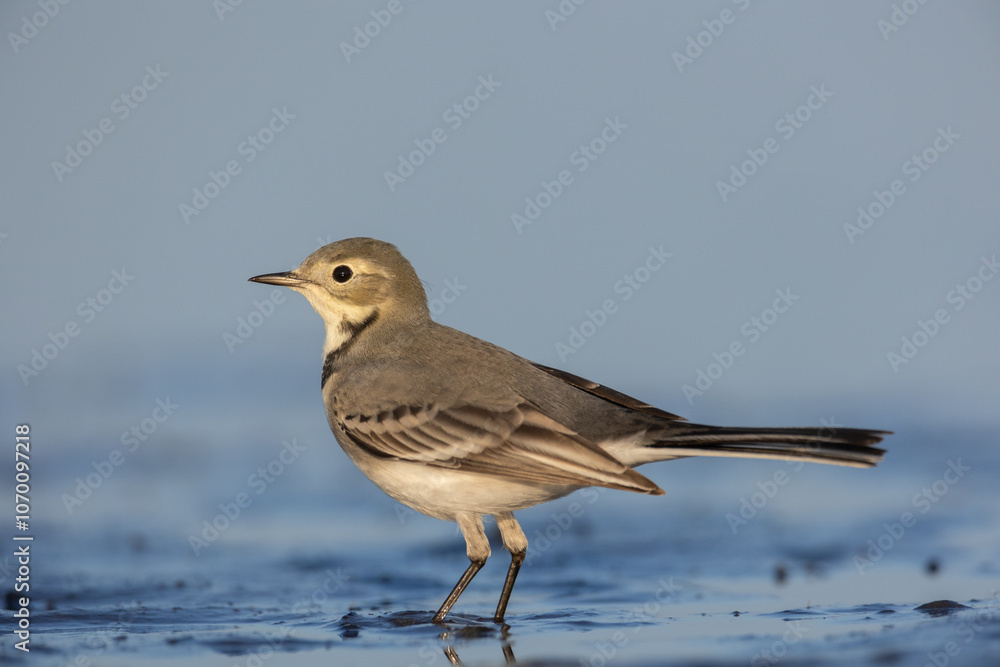 Bird juvenile White wagtail Motacilla alba small bird with long tail on light blurred background, Poland Europe Bird juvenile White wagtail Motacilla alba small bird with long tail on light blurred background, Poland Europe