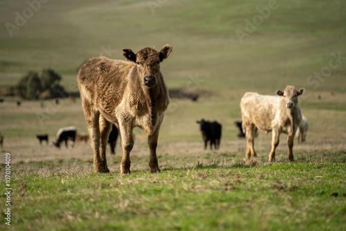 farm cows in a paddock eating grass after summer